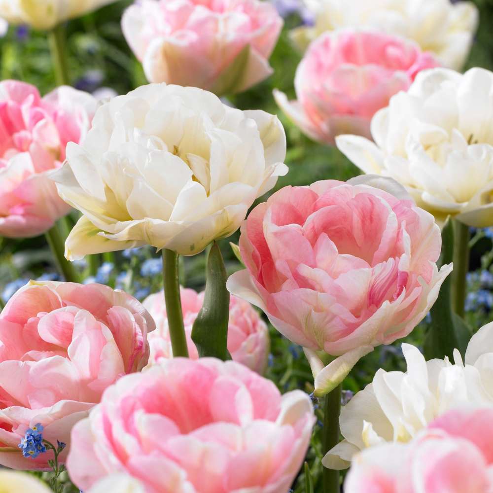 Tulppaanisekoitus 'Camilla'